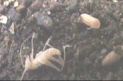孵化～3週間に成長したキリギリス